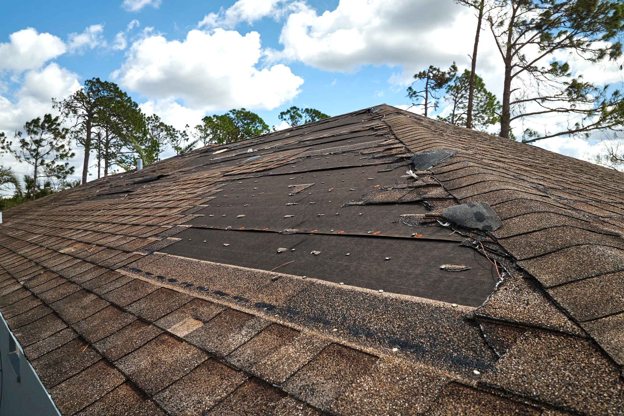 Wind damaged shingles on a roof